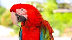 Hány éves live parrot ara otthon